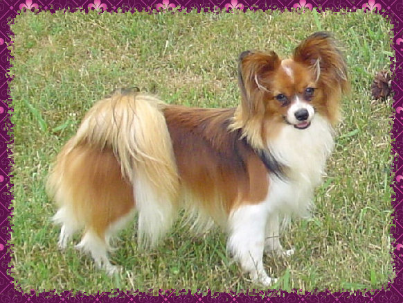 papwebsite037015.jpg