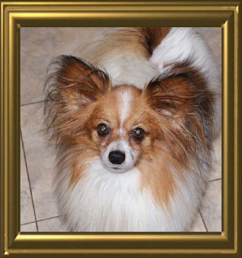 papwebsite038001.jpg