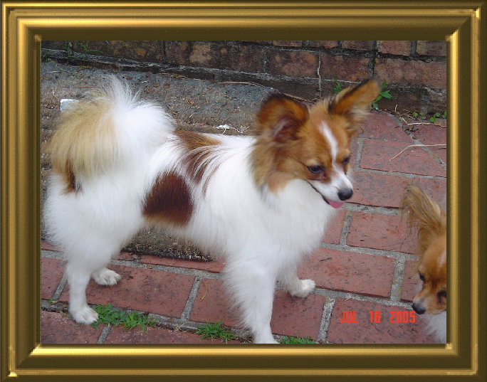 papwebsite038002.jpg