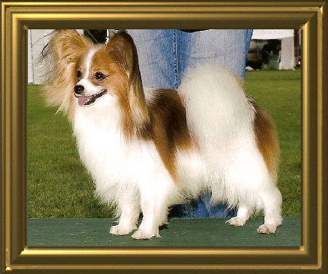 papwebsite038003.jpg