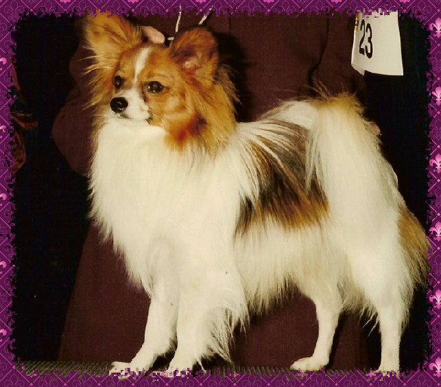 papwebsite038005.jpg