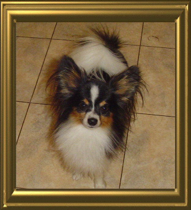 papwebsite039001.jpg