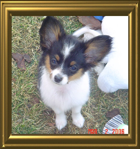 papwebsite039002.jpg