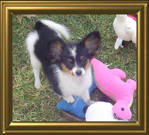 papwebsite039003.jpg