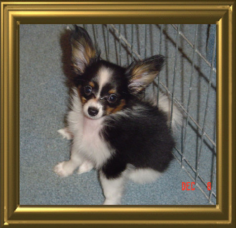 papwebsite039004.jpg