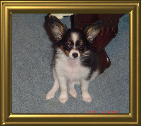 papwebsite039005.jpg