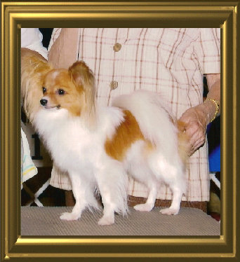 papwebsite039006.jpg