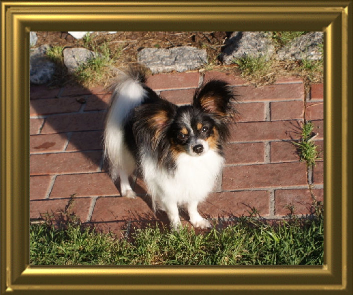 papwebsite040002.jpg