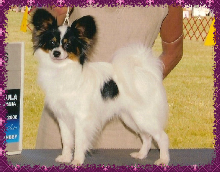 papwebsite042004.jpg