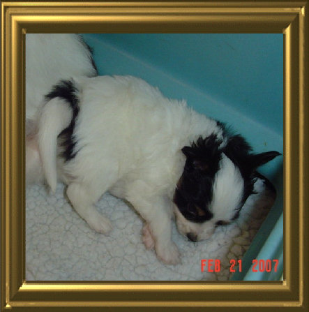 papwebsite043001.jpg