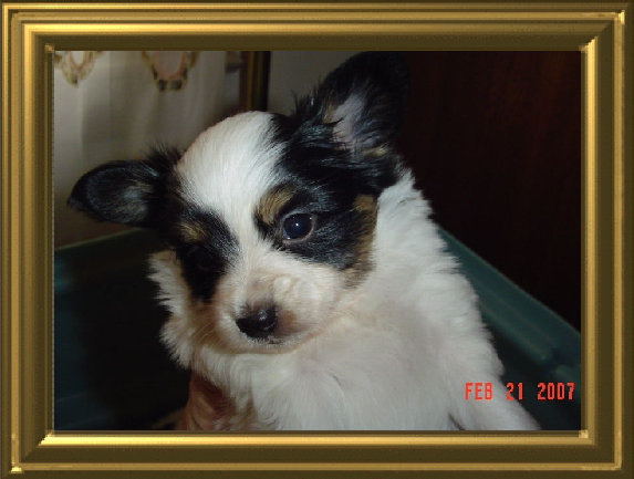papwebsite043002.jpg