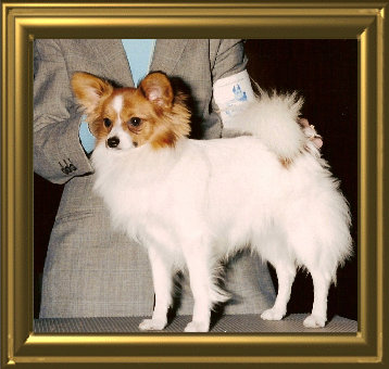 papwebsite043004.jpg