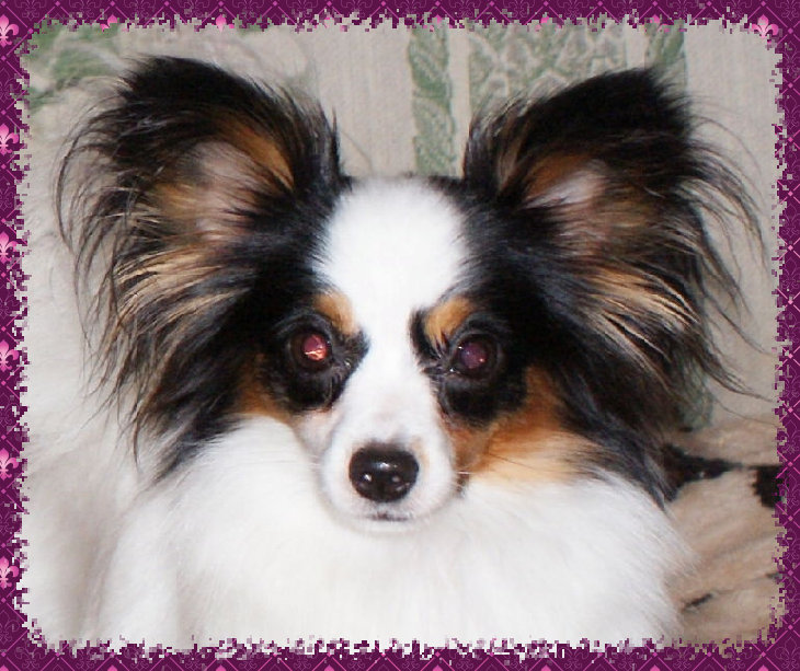 papwebsite043005.jpg