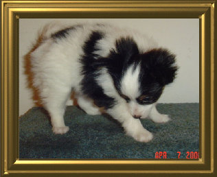 papwebsite044002.jpg