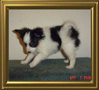 papwebsite044003.jpg
