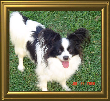 papwebsite044004.jpg