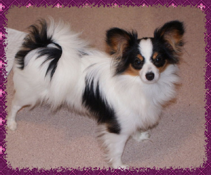 papwebsite044008.jpg