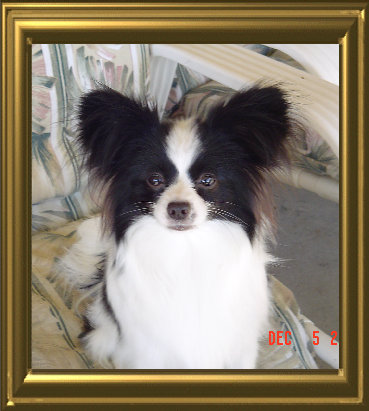 papwebsite045001.jpg
