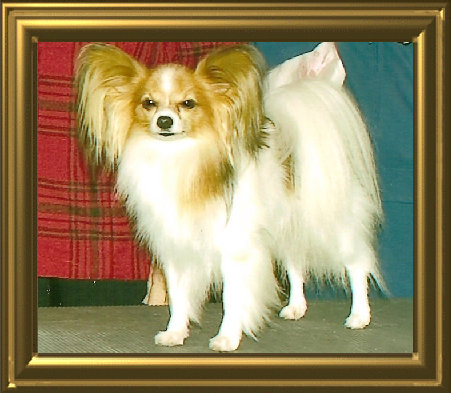papwebsite046001.jpg