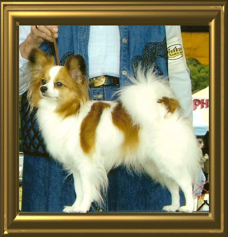 papwebsite046002.jpg