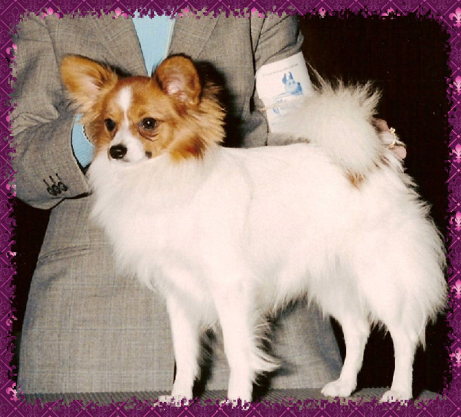 papwebsite046003.jpg