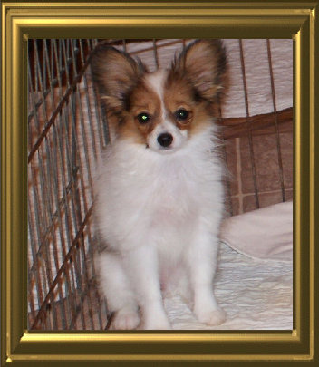 papwebsite049003.jpg