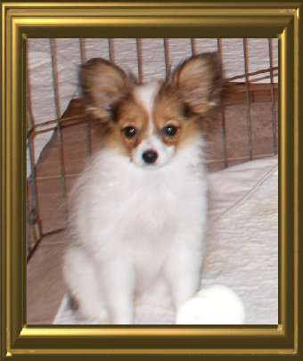 papwebsite049004.jpg