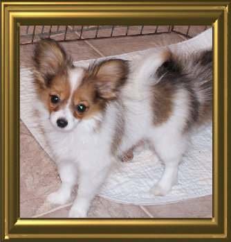 papwebsite049006.jpg