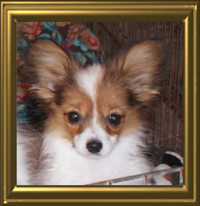 papwebsite049007.jpg