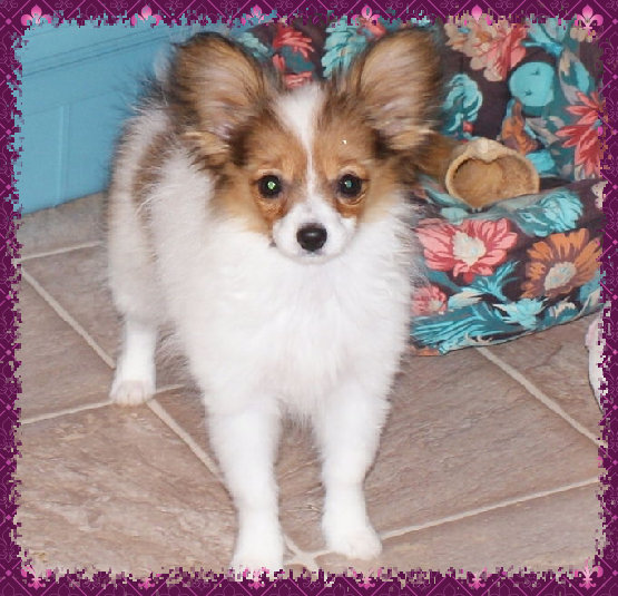 papwebsite049009.jpg