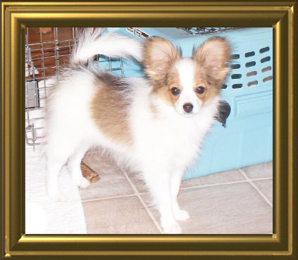 papwebsite050006.jpg