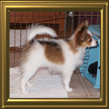papwebsite050007.jpg