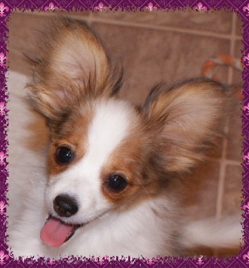papwebsite050008.jpg