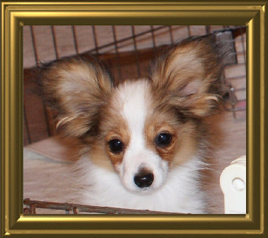 papwebsite051004.jpg