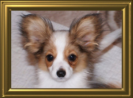papwebsite051005.jpg