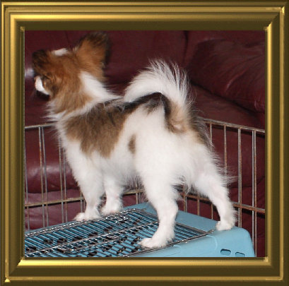 papwebsite051006.jpg