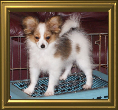 papwebsite051007.jpg