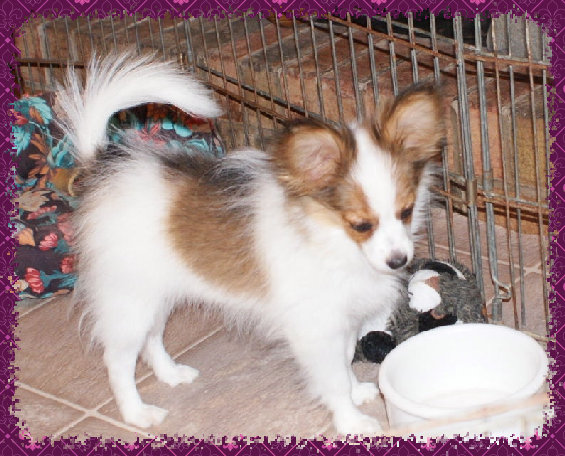 papwebsite051008.jpg