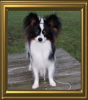 papwebsite053004.jpg