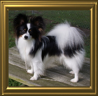 papwebsite053005.jpg